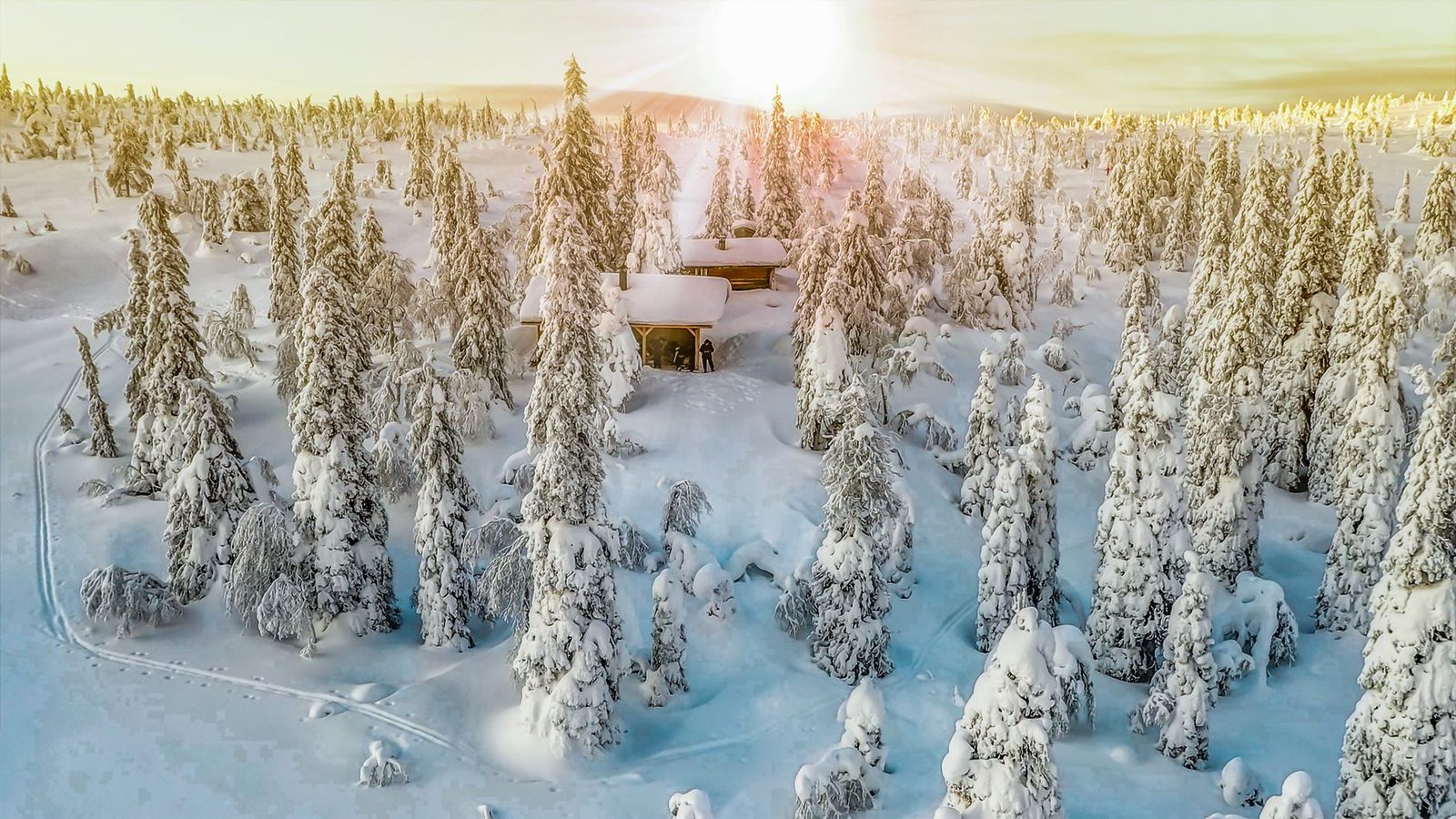 Snow-laden spruce forest at sunrise, with a wooden chalet buried under the snow in Lapland