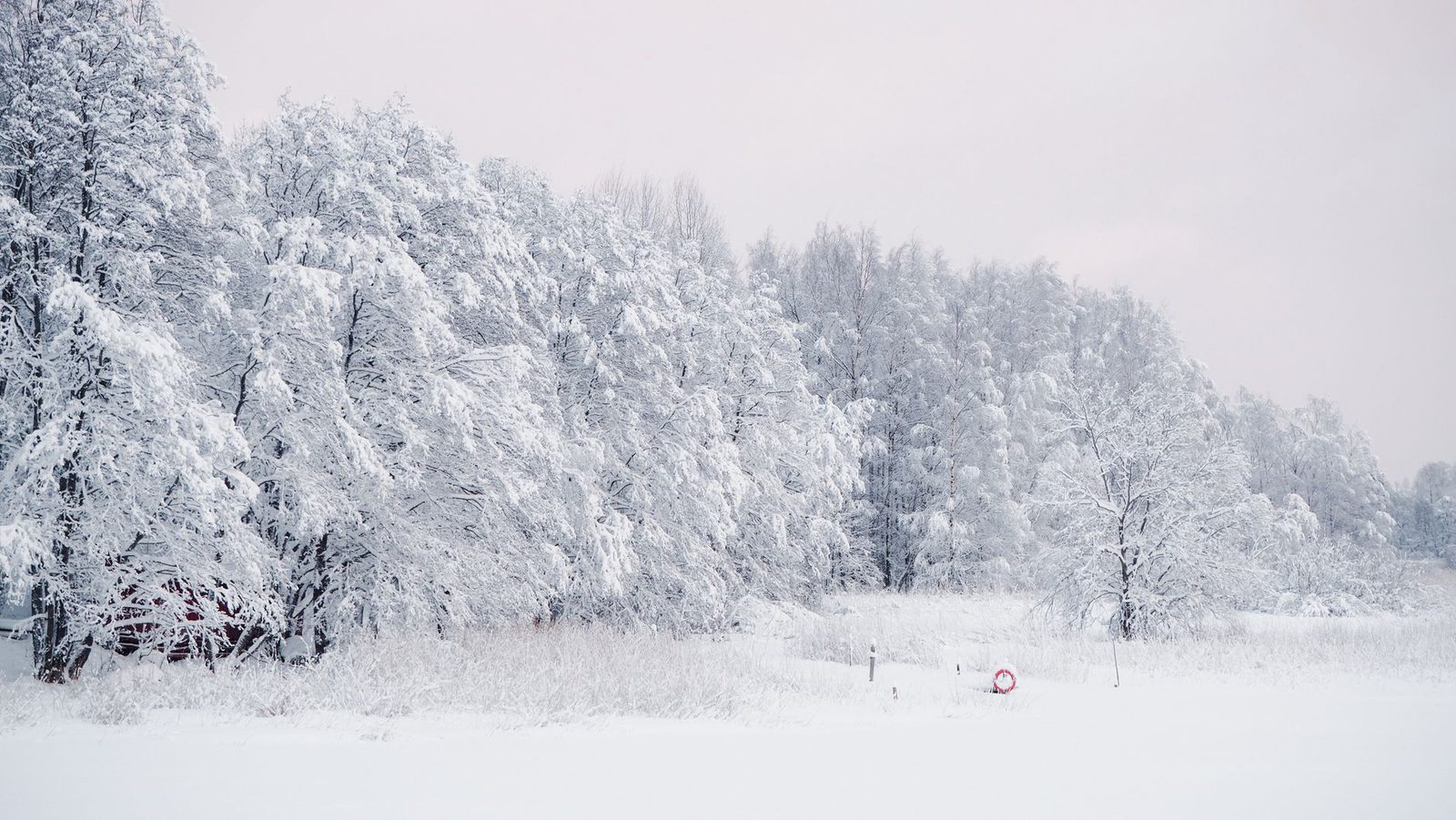 Forest of trees covered in snow and frost beside a frozen lake under a white winter sky